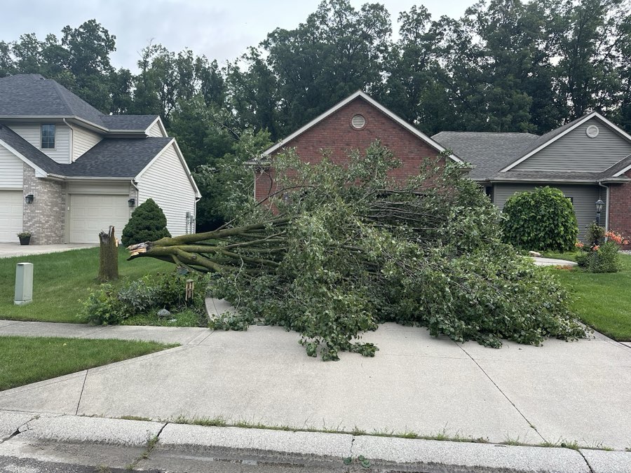 Large tree being trimmed and cut down by Buena Vista Tree Service in Fort Wayne, IN