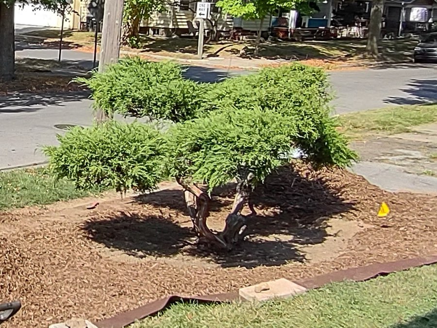 Buena Vista Tree Service crew working on a tree in a Fort Wayne, IN yard